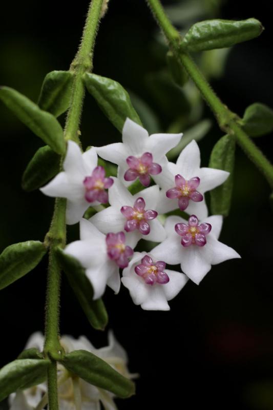 Hoya vaccinioides