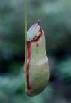 Nepenthes kampotiana