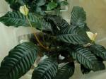 Anubias coffeifolia