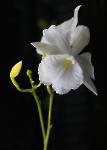 Broughtonia sanguinea alba