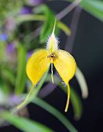 Bulbophyllum championii