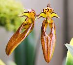 Bulbophyllum longibrachiatum