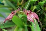 Bulbophyllum ornatissimum