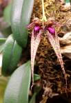 Bulbophyllum ×putidum