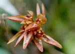 Bulbophyllum sterile
