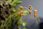 Bulbophyllum taiwanense