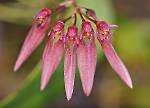 Bulbophyllum weberi