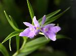 Epidendrum centropetalum
