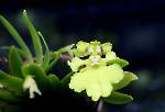 Erycina pusilla