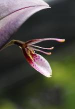 Restrepia lansbergii