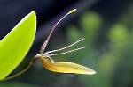 Restrepia trichoglossa