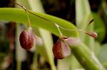Stelis cypripedioides