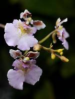 Tolumnia Jairak Firm Sweet Pink