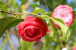 Сamellia japonica