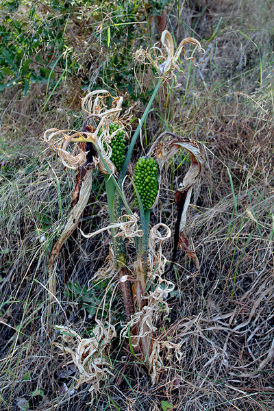 Дракункулюс обыкновенный (Dracunculus vulgaris) на берегу ручья в парке Родини, остров Родос. Стадия плодоношения