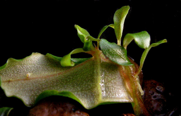 Молодые побеги буцефаландры на листе гибрида, одним из родителей которого является буцефаландра грязная (Bucephalandra sordidula)