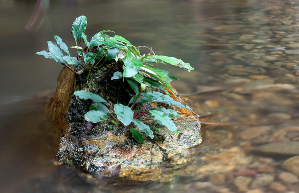Буцефаландра Богнера (Bucephalandra bogneri) на камне в горном ручье. Окрестности г. Кучинг, Саравак, Борнео.
