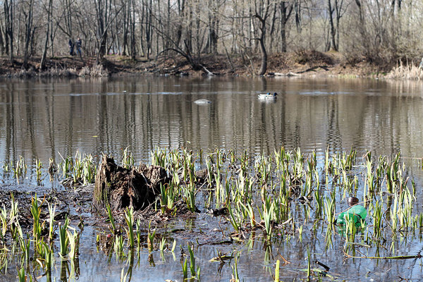 Ясеневский пруд в середине апреля. Недавно сошел лед и появились молодые ростки ириса болотного (Iris pseudacorus).