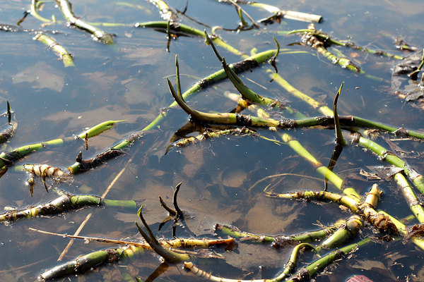 С весенним паводком поднимаются и корневища белокрыльника болотного (Calla palustris), которые медленно дрейфуют по поверхности пруда по воле ветра.