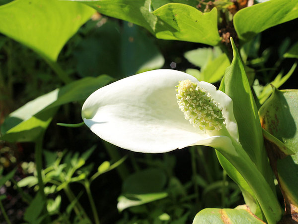 Соцветие белокрыльника болотного (Calla palustris) отличает белое покрывало, напоминающее парус корабля.