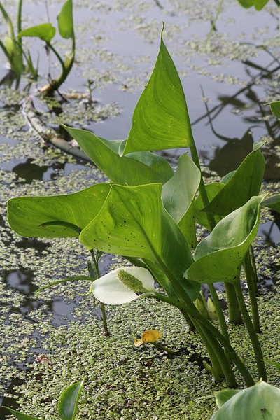 Куст белокрыльника болотного (Calla palustris) в естественном биотопе. Пруд рядом с усадьбой Ясенево, г. Москва.