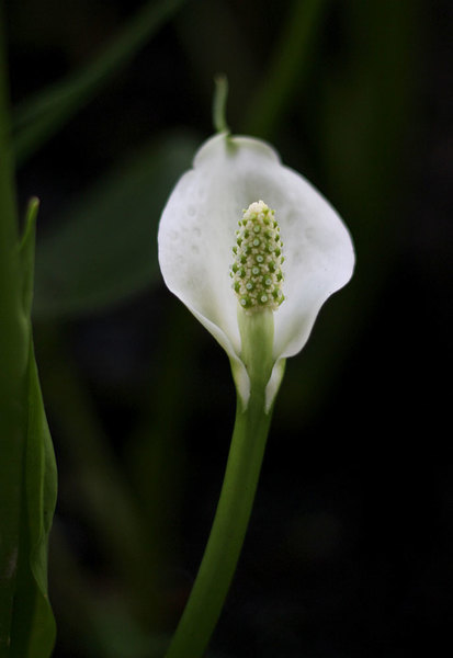 Калла болотная (Calla palustris). Как и у других представителей семейства Ароидные (Araceae), соцветие состоит из покрывала и початка с цветками.