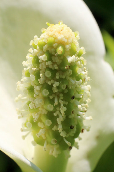 Початок белокрыльника болотного (Calla palustris). Цветки обоеполые. Хотя расположение завязей и тычинок напоминает род Homalomena, у которого цветки разнополые, в данном случае завязь и, окружающие ее, 5-6 тычинок являются частями одного цветка.