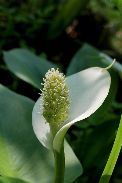 Плод белокрыльника болотного (Calla palustris) в начале своего развития. Рыльца засохли, а завязи начали увеличиваться в размерах.