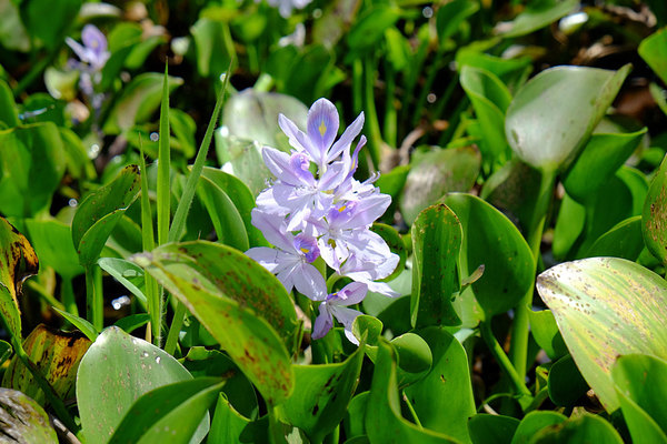 Водный гиацинт (Eichhornia crassipes) способен быстро затягивать огромные площади водной поверхности. Однако у его соцветий нельзя отнять очарования. Dalukkane (Sri Lanka).
