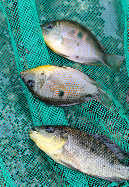 Помимо мозамбикской тиляпии (Oreochromis mossambicus) в реке также обитает другая цихлида - пятнистый этроплюс (Etroplus maculatus).