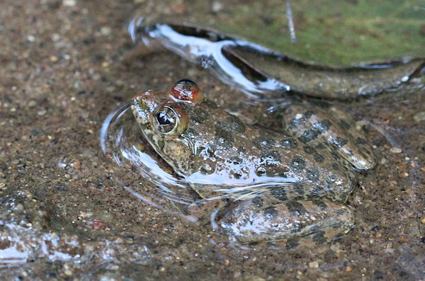 Скользящая лягушка (Euphlyctis cyanophlyctis) большую часть жизни проводит в воде. Шри-Ланка