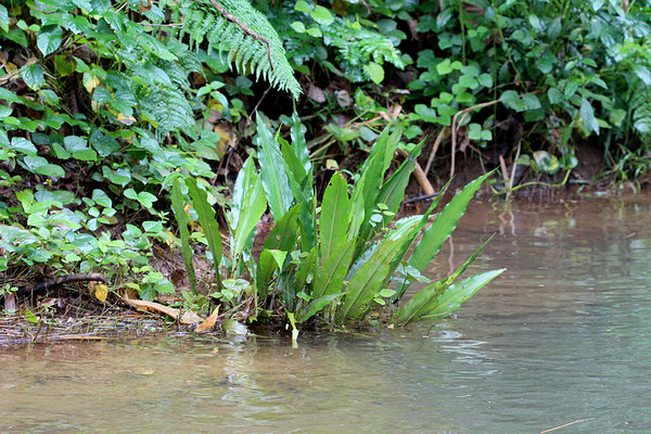 По берегам реки росла крупная лагенандра (Lagenandra sp.). Это может быть либо Lagenandra ovata, либо Lagenandra praetermissa.