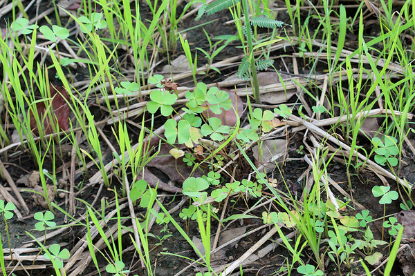 Марсилия четырехлистная (Marsilea quadrifolia) на рисовом поле.