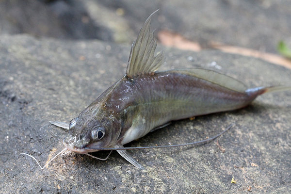 Гангский мистус (Mystus cavasius). Крупная рыба, но местный рыбак отказался использовать ее в пищу, выпустив мистуса обратно в реку.