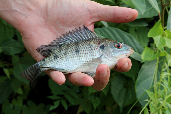 Небольшой экземпляр нильской тиляпии (Oreochromis niloticus). Рыба способно выростать до 4 кг и является объектом промысла рыборазводен.