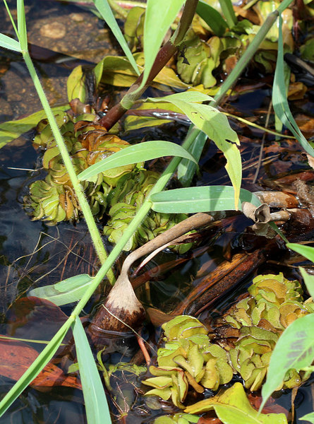 Еще одно водоплавающее растение - сальвиния гигантская ( Salvinia molesta). Однако этот папоротник с большим трудом выдерживает конкуренцию со стороны водного гиацинта.