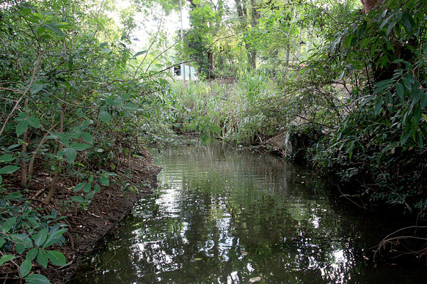 Небольшая речка с медленным течением. Тропические деревья по берегам создают тень. Шри-Ланка. Место обитания карликового сома (Mystus ankutta).