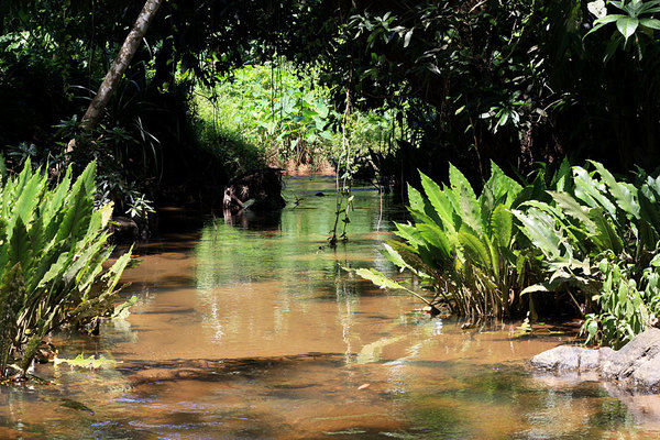 Небольшая речка на Юго-Западе Шри-Ланки. Пересечение с дорогой А17 у киллометрового столба №66/5. По берегам растет крупная лагенандра. Либо Lagenandra ovata, либо Lagenandra praetermissa. Река оказалась богатой на аквариумные виды рыб.