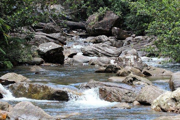 Река в заповеднике Синхараджа (Sinharaja Forest Reserve). Место обитания большого количества рыб, пригодных для содержания в аквариуме: Channa orientalis, Puntius dorsalis и Puntius pleurotaenia.