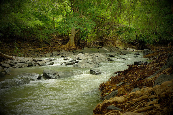 Minneria River - очень красивая и неспокойная река. Шри-Ланка