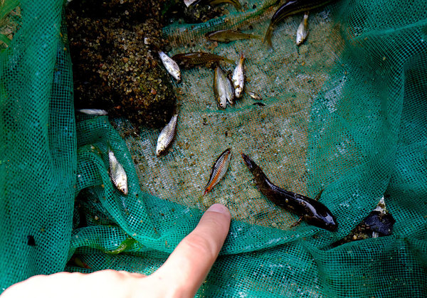 За один подъем сачка в ручьях и канавах Шри-Ланки можно поймать сразу несколько видов рыб.