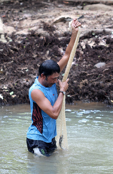 Minneria River. Местный рыбак ловит рыбу небольшой сетью. Шри Ланка