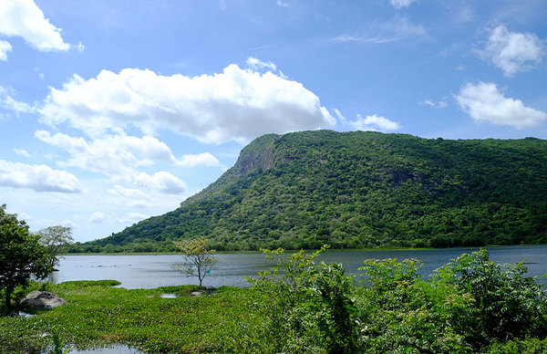 Резервуар Dalukkane - место обитания разнообразных рыб и водоплавающих растений. Шри-Ланка