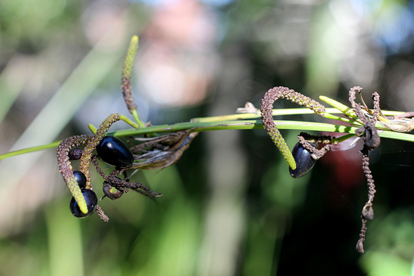 Соплодие Гимностахиса обоюдоострого (Gymnostachys anceps). Каждое цветочное образование содержит несколько початков. Ягоды редкие.