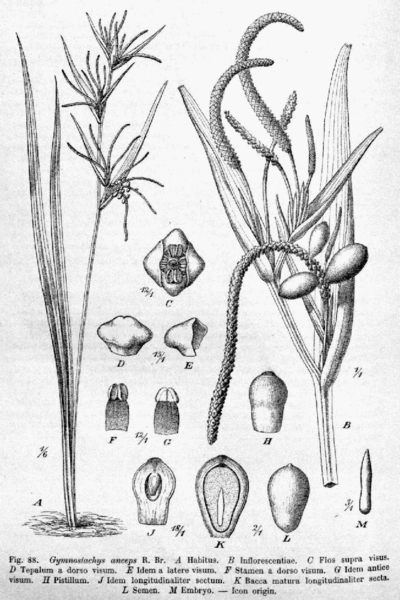 Гимностахис обоюдоострый (Gymnostachys anceps). Иллюстрация из книги Адольфа Энглера "Das Pflanzenreich"