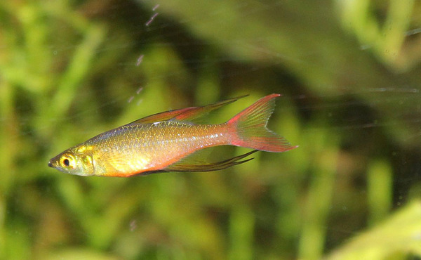 Ириатерина Вернера (Iriatherina werneri) - рыбка с золотым отливом