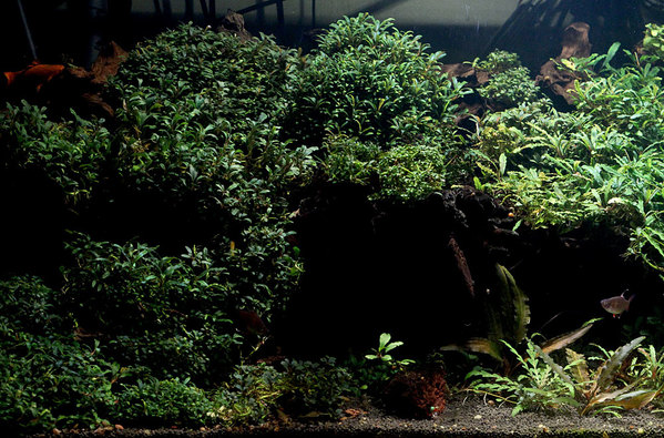 Фрагмент аквариума Константина Пахомова (Москва) с карликовыми видами буцефаландр.