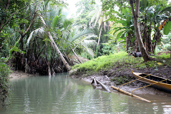 Исследованный участок реки находился в непосредственной близости от деревни, поэтому по берегам преобладают в основном культурные и сельскохозяйственные растения: банан, бамбук и др.