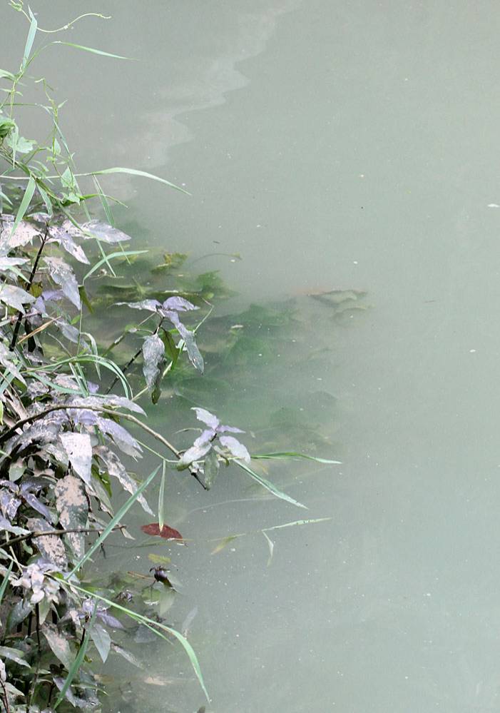 Вдоль береговой линии в мутной воде была обнаружена оттелия частуховидная (Ottelia alismoides). Растение не имеет для филиппинцев существенного значения, однако почти в каждом регионе существует собственное название этого растения, например, калабоа, тарабанг или лантинг.
