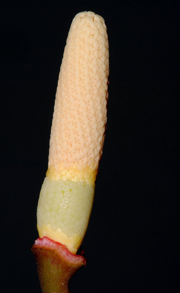 Початок соцветия пиптоспаты спиральной (Piptospatha helix). Покрывало удалено для наглядности. Обращает на себя внимание спиральное расположение мужских цветков. Образец AR-4041. Photo by P. Boyce.